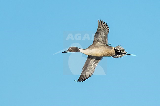 Adult male
Colusa Co., CA
January 2023 stock-image by Agami/Brian E Small,