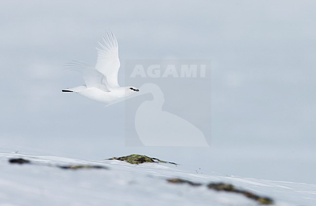 Mannetje Alpensneeuwhoen in de vlucht, Male Rock Ptarmigan in flight stock-image by Agami/Markus Varesvuo,