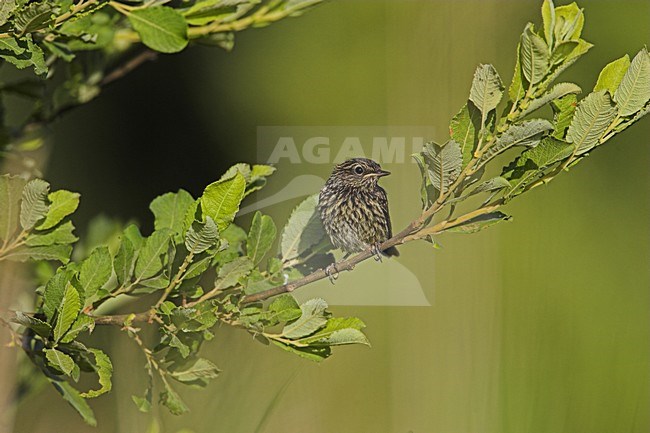 Juveniele Blauwborst; Juvenile White-Spotted Bluethroat stock-image by Agami/Menno van Duijn,