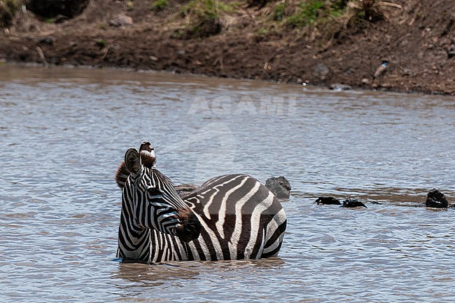 A plains zebra, Equus quagga, crossing the Mara River. Mara River, Masai Mara National Reserve, Kenya. stock-image by Agami/Sergio Pitamitz,