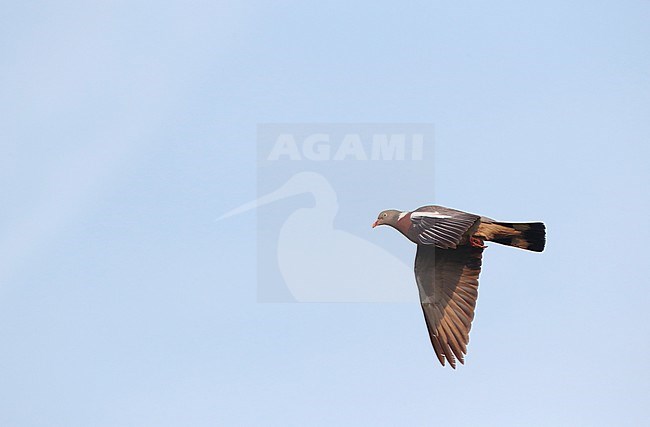 Common Wood-Pigeon (Columba palumbus) migrating over Vlieland, Netherlands, during beautiful autumn day. stock-image by Agami/Marc Guyt,