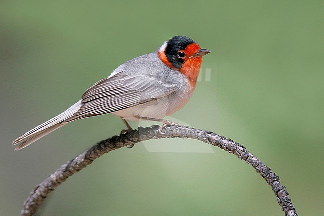 Adult male
Cochise Co., AZ
May 2005 stock-image by Agami/Brian E Small,