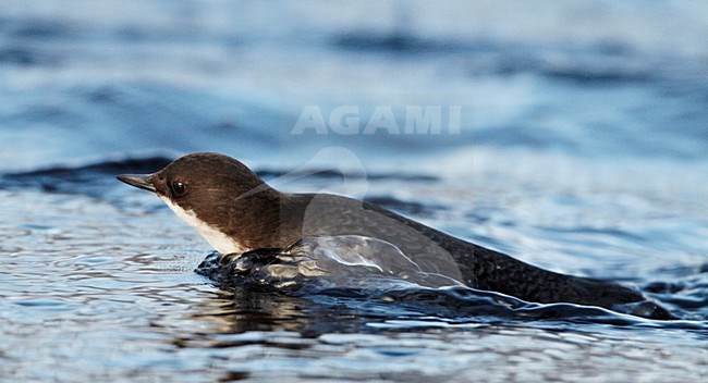 Waterspreeuw foeragerend in snelstromende rivier; White-throated Dipper foraging in flast flowing river stock-image by Agami/Markus Varesvuo,