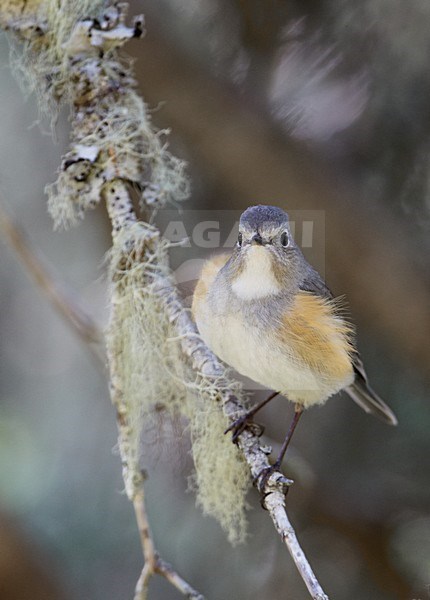 Mannetje Blauwstaart; Male Red-flanked Bluetail stock-image by Agami/Markus Varesvuo,