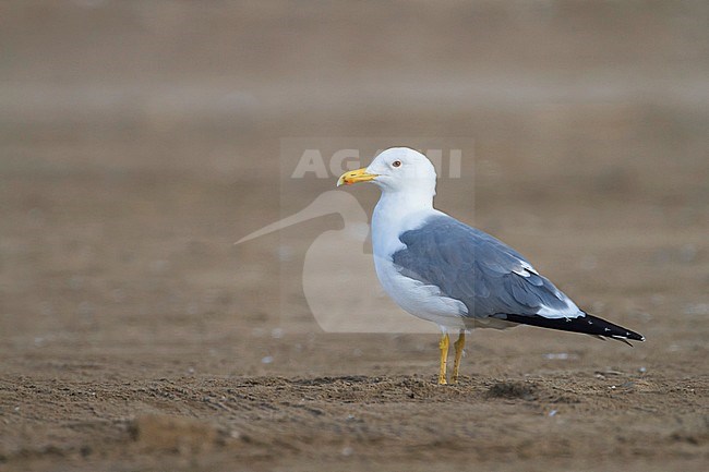 Steppe Gull - Barabamöwe - Larus barabensis, Oman, adult stock-image by Agami/Ralph Martin,