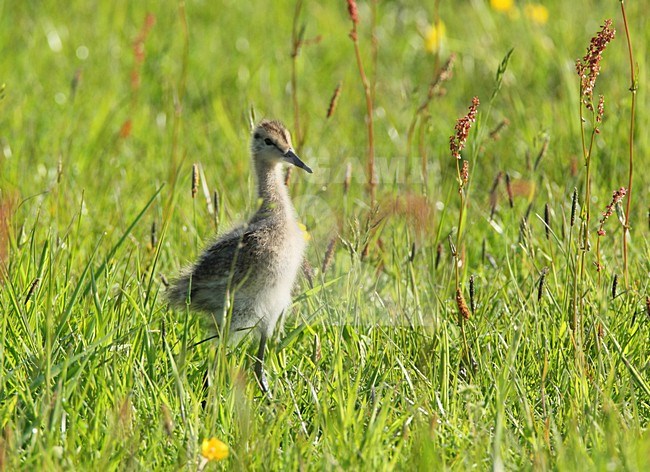 Grutto jong in gras; Black-tailed Godwit juvenile in gras stock-image by Agami/Roy de Haas,