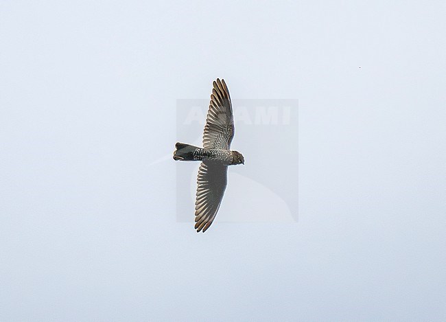 Spix's (formerly Band-tailed) Nighthawk (Nyctiprogne leucopyga) adult in flight stock-image by Agami/Andy & Gill Swash ,