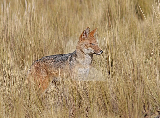 Culpeo or Andean Fox in vegetation stock-image by Agami/Pete Morris,