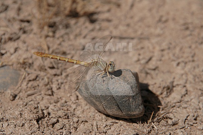 Vrouwtje Gestreepte haaklibe,  Female Lined Hooktail stock-image by Agami/Paul Schrijvershof,