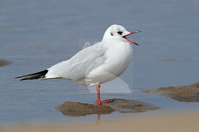 Black-headed Gull (Chroicocephalus ridibundus), side view of  adult in winter plumage standing on the shore in Campania (Italy) stock-image by Agami/Saverio Gatto,