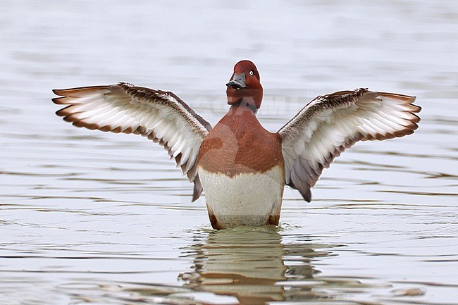 Witoogeend; Aythya nyroca; Ferruginous Duck stock-image by Agami/Daniele Occhiato,