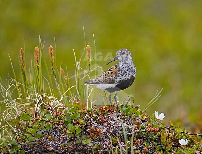Dunlin summer plumage at breeding ground; Bonte Strandloper zomerkleed in broedgebied stock-image by Agami/Markus Varesvuo,