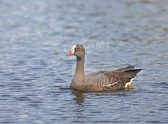 Dwerggans zwemmend; Lesser White-fronted Goose swimming stock-image by Agami/Markus Varesvuo,