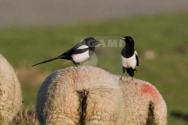 Ekster twee vogels op schaap, Eurasian Magpie two birds at sheep stock-image by Agami/Arie Ouwerkerk,