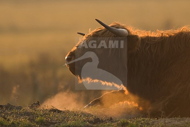 Schotse Hooglander liggend; Highland cow lying stock-image by Agami/Han Bouwmeester,