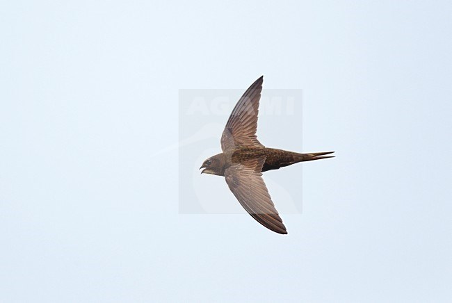 Vliegende, trekkende Gierzwaluw tegen blauwe lucht ; Flying, migrating Common Swift against blue sky stock-image by Agami/Ran Schols,