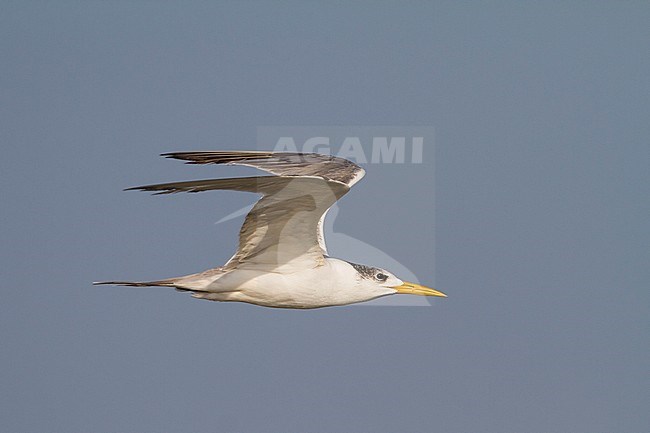 Greater Crested Tern - Eilseeschwalbe - Thalasseus bergii velox, Oman, adult stock-image by Agami/Ralph Martin,