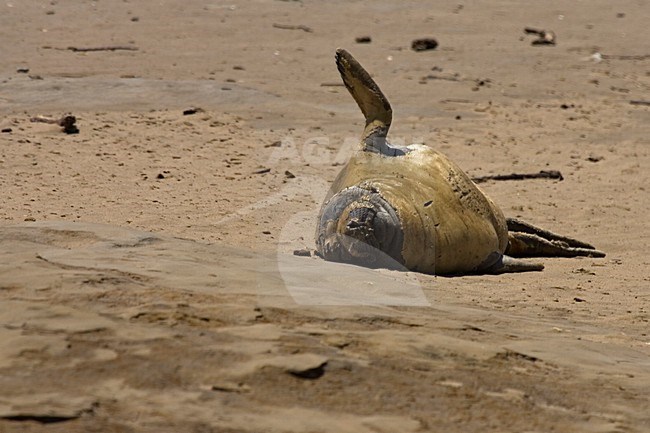 Noordelijke Zeeolifant liggend op strand; Northern Elephant Seal resting on beach stock-image by Agami/Martijn Verdoes,