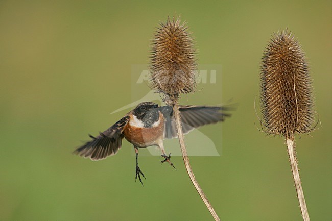 Mannetje Roodborsttapuit in de vlucht; Male European Stonechat in flight stock-image by Agami/Menno van Duijn,