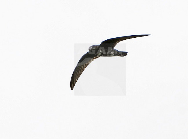 White-chested Swift (Cypseloides lemosi) in Northern Peru. Rare and poorly known. A fairly small swift, all black with variable white patch on chest. stock-image by Agami/Dani Lopez-Velasco,