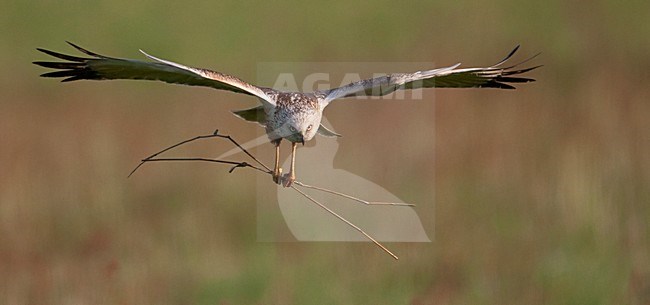 Bruine Kiekendief vliegend met tak; Western Marsh Harrier flying with branch stock-image by Agami/Han Bouwmeester,