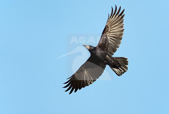 Vliegende Roek; Flying Rook stock-image by Agami/Markus Varesvuo,