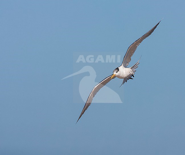 Greater Crested Tern, Thalasseus bergii, in South Africa. Along the West coast. stock-image by Agami/Marc Guyt,