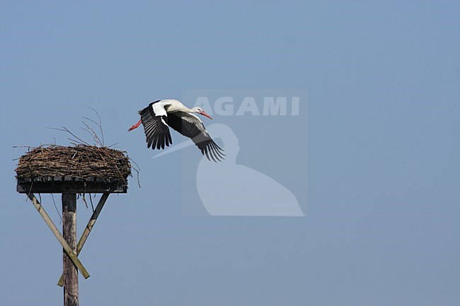 Ooievaar vliegt van het nest; White Stork in flight from the nest stock-image by Agami/Karel Mauer,