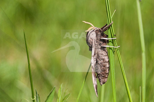 Smerinthus ocellata - Eyed Hawk-Moth - Abendpfauenauge, Germany (Bavaria), imago stock-image by Agami/Ralph Martin,