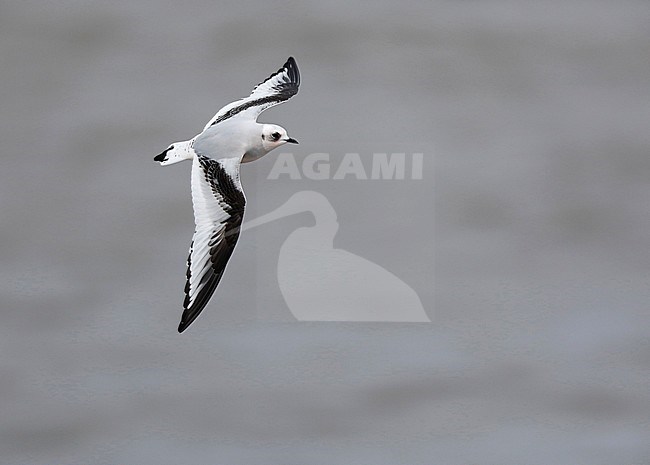 First-winter Ross's Gull (Rhodostethia rosea) during autumn migation past Barrow, Alaska, North America. stock-image by Agami/Chris van Rijswijk,