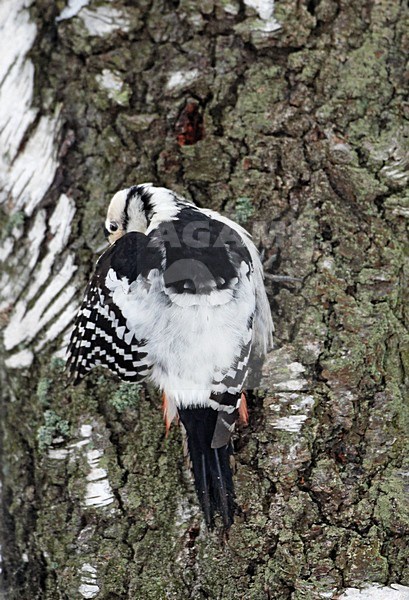 Witrugspecht foeragerend tegen boomstam; White-backed Woodpecker foraging on tree stock-image by Agami/Markus Varesvuo,