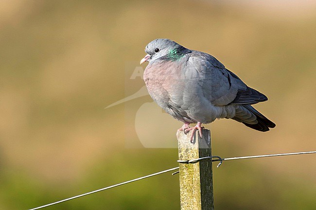 A solitary Stock Dove is sitting on a fence pole against a clear green background. Its bright green fluorescent neck is clearly seen. stock-image by Agami/Jacob Garvelink,