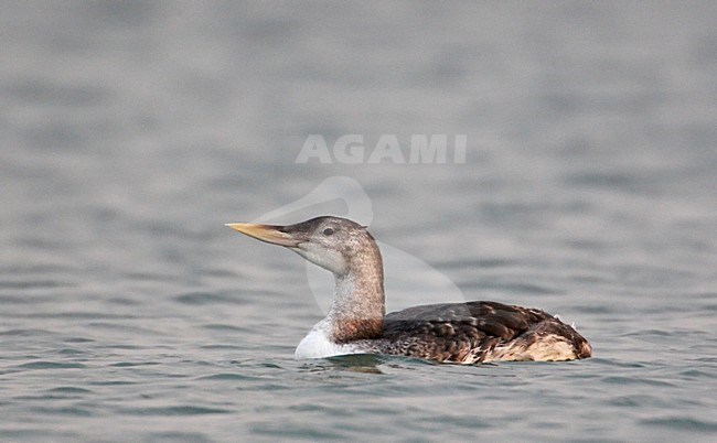 Zwemmende Geelsnavelduiker; Swimming Yellow-billed Loon stock-image by Agami/Markus Varesvuo,