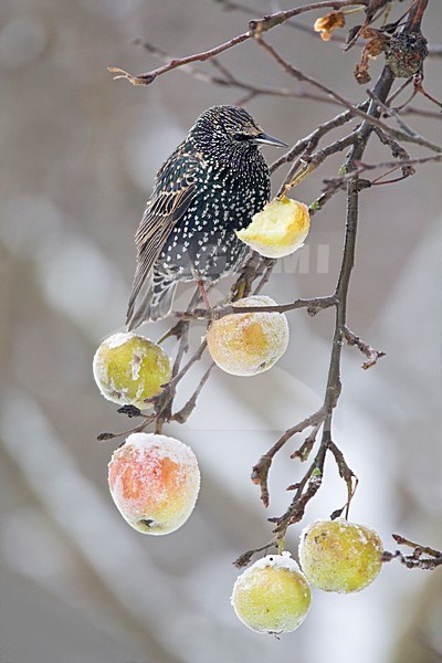 Spreeuw etend van appel Nederland, Common Starling feeding on apple Netherlands stock-image by Agami/Wil Leurs,