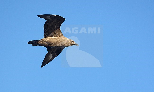 Second-year South Polar Skua (Stercorarius maccormicki) off the canary islands in the Atlantic ocean. A rare vagrant to the North Atlantic. stock-image by Agami/Dani Lopez-Velasco,