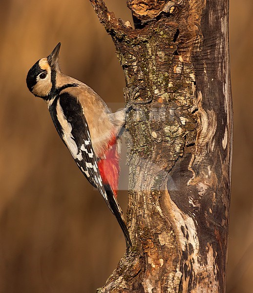 Great Spotted Woodpecker (Dendrocopos major) stock-image by Agami/Daniele Occhiato,