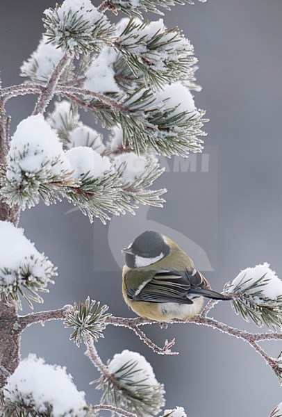 Koolmees in besneeuwde naaldboom, Great Tit in snow covered pinetree stock-image by Agami/Han Bouwmeester,