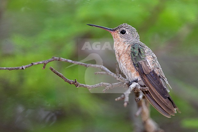 Buffy Hummingbird (Leucippus fallax) at Los Flamencos Wildlife Sanctuary, Camarones, La Guajira, Colombia. stock-image by Agami/Tom Friedel,