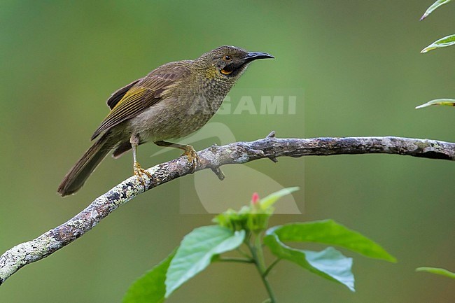 Kikau (Foulehaio procerior) a ecently split species from Fiji. stock-image by Agami/Dubi Shapiro,