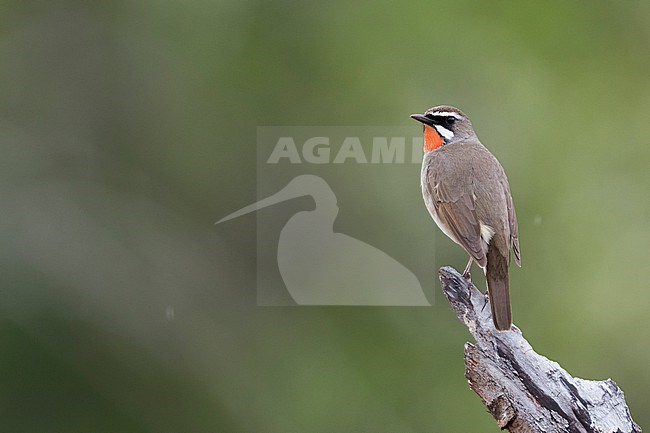 Siberian Rubythroat - Rubinkehlchen - Calliope calliope, Russia (Baikal), adult male stock-image by Agami/Ralph Martin,