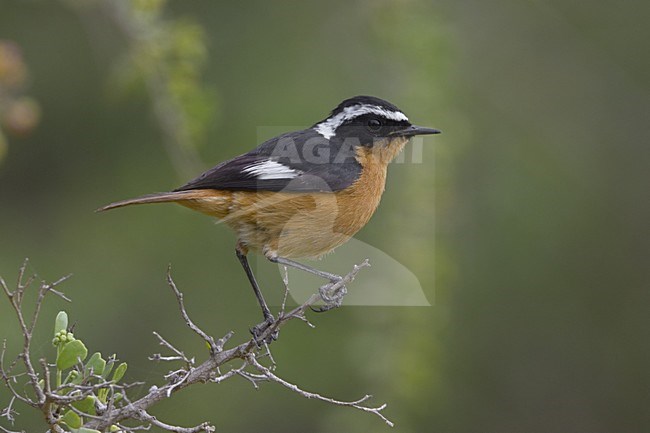 Moussiers Redstart adult male perched; Diadeemroodstaart, volwassen man zittend stock-image by Agami/Daniele Occhiato,