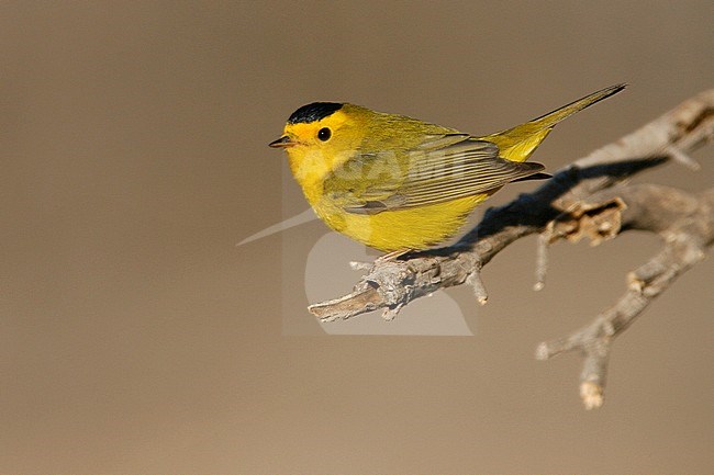 Adult male
Riverside Co., CA
May 2007 stock-image by Agami/Brian E Small,