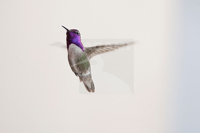 Mannetje Costa\'s Kolibrie; Male Costa\'s Hummingbird stock-image by Agami/Martijn Verdoes,