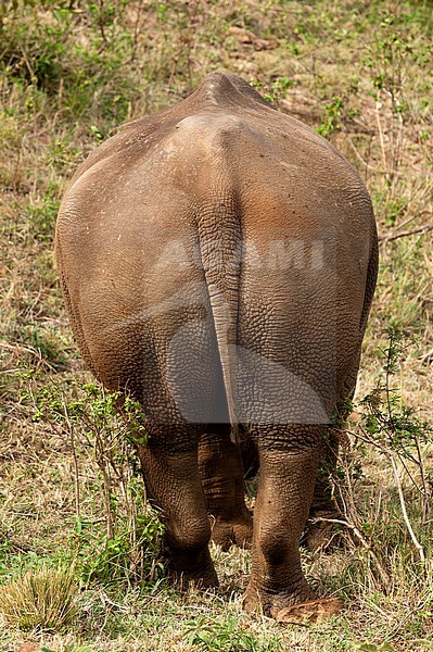 Portrait of a rare white rhinoceros, Cerototherium simium, from behind. Masai Mara National Reserve, Kenya. stock-image by Agami/Sergio Pitamitz,