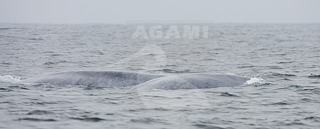 Twee Blauwe vinvissen aan de oppervlakte, Two Blue whales at the surface stock-image by Agami/Martijn Verdoes,
