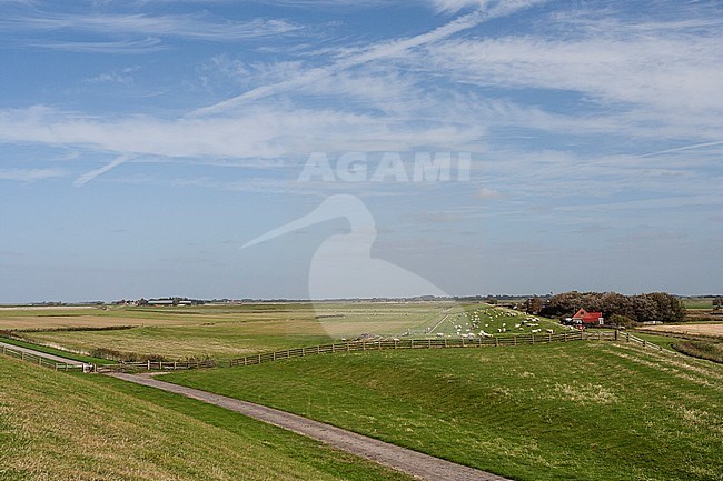 Uitzicht vanaf dijk op weiland met grazende schapen; View from dike at meadow with grazing sheep stock-image by Agami/Marc Guyt,