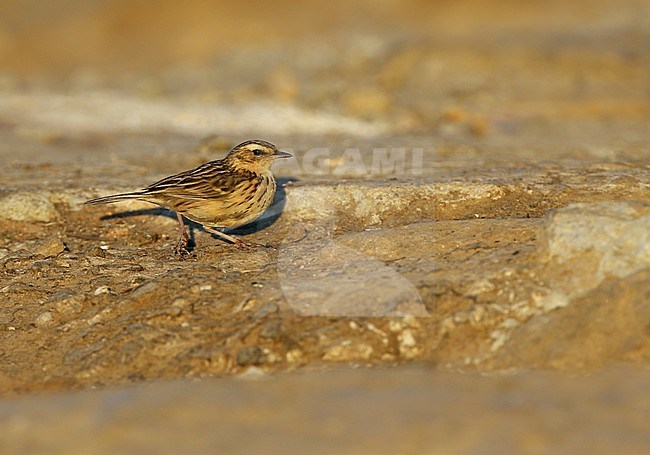 Nilgiri Pipit (Anthus nilghiriensis) in late evening light. A threatened endemic to the high altitude hills of southern India, including the Western Ghats. stock-image by Agami/James Eaton,