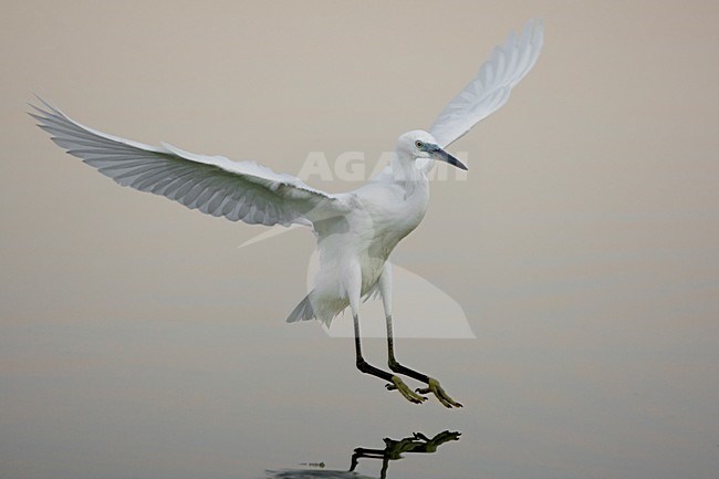 Kleine Zilverreiger in de vlucht; Little Egret in flight stock-image by Agami/Daniele Occhiato,