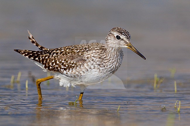 Volwassen Bosruiter; Adult Wood Sandpiper stock-image by Agami/Daniele Occhiato,