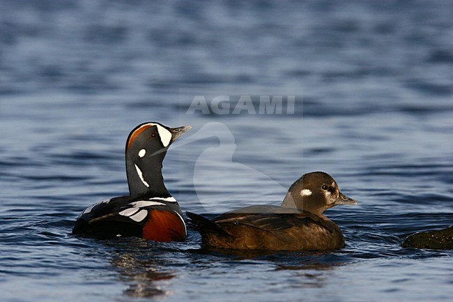 Paartje Harlekijneenden; Pair of Harlequin Ducks stock-image by Agami/Menno van Duijn,